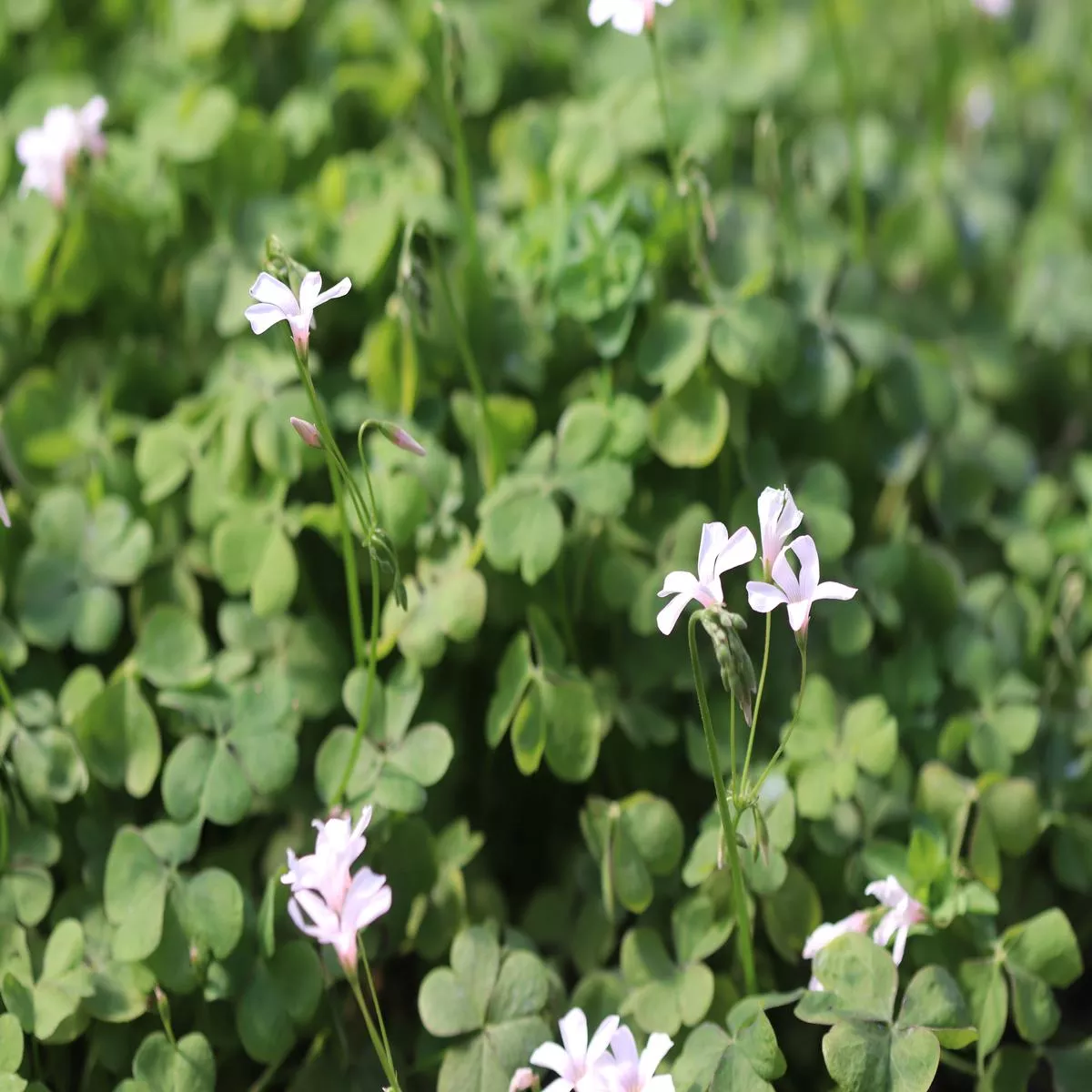 Oxalis crassipes’White Pearl ’