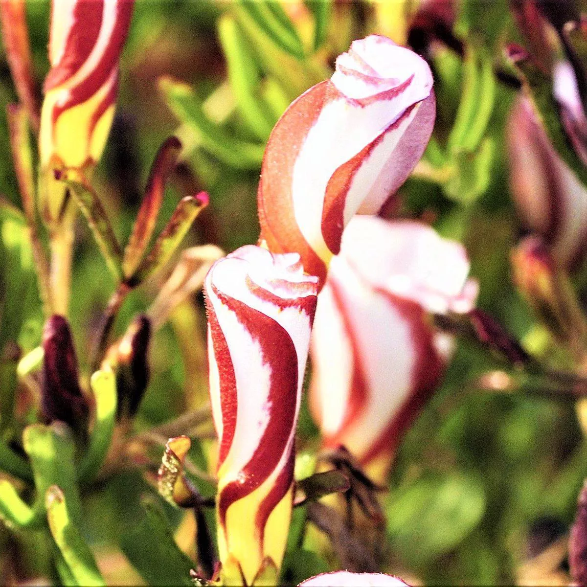 Oxalis – Grand Duchess