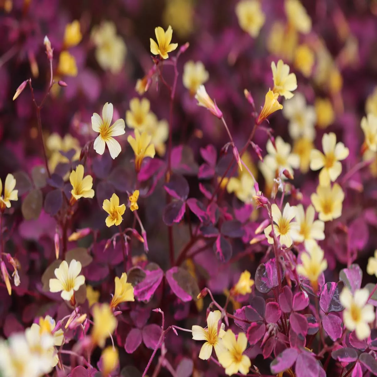 Oxalis’Plum Crazy ’