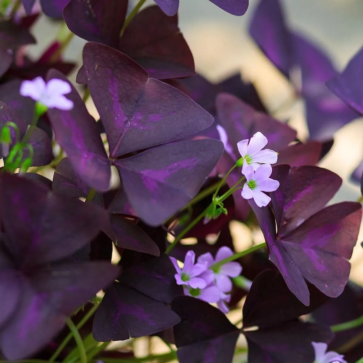 Oxalis – Triangularis Purple Shamrocks