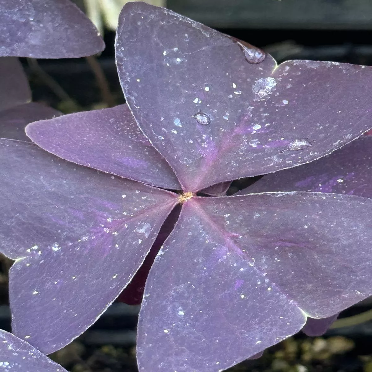 Oxalis triangularis’Purpurea ’