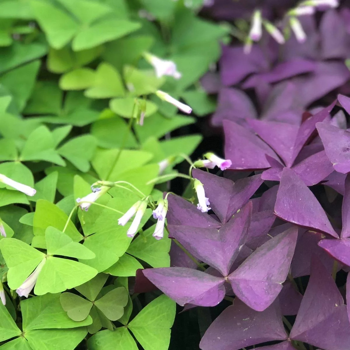 Oxalis – Triangularis and Regnellii Collection