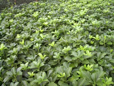 Pachysandra t. 'Green'(18)ct Flat