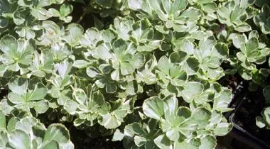 Pachysandra t. 'Silver Edge' (18)ct Flat