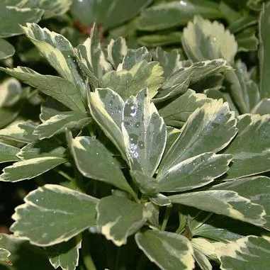 Pachysandra t. Variegata