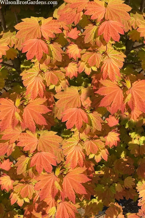 Pacific Fire Vine Maple - 3 Gallon Pot (3-4')