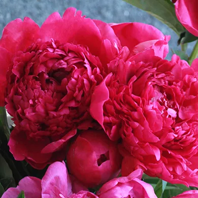 Paeonia ‘Big Ben’