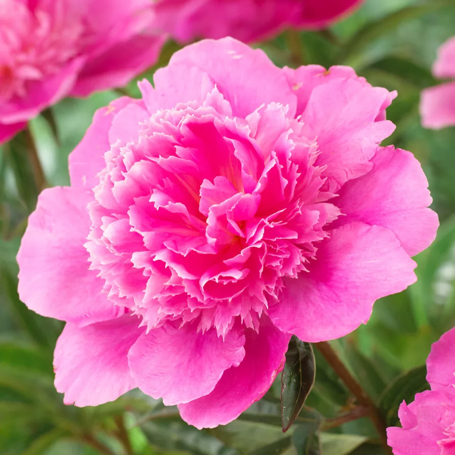 Paeonia ‘Bouquet Perfect’