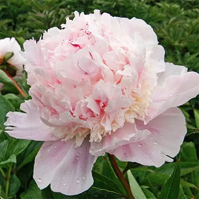 Paeonia ‘Eden’s Perfume’