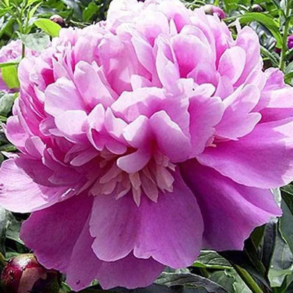 Paeonia ‘Edulis Superba’