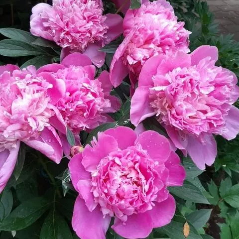 Paeonia ‘Emile Debatene’