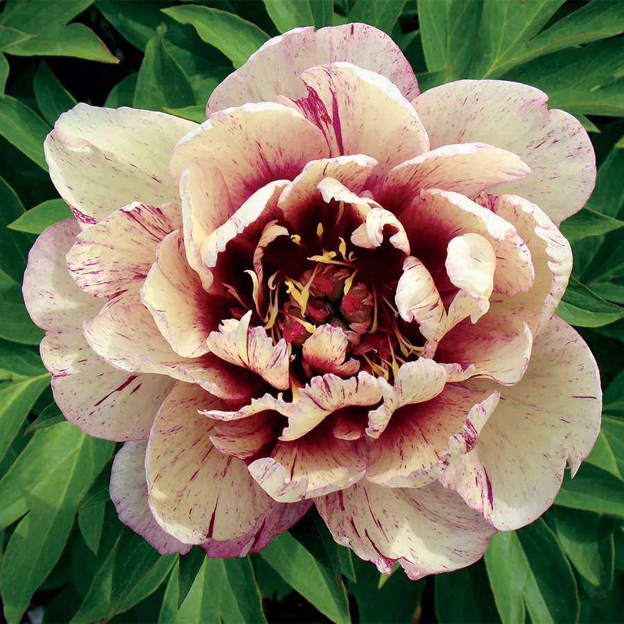 Paeonia Itoh Hybrid ‘All That Jazz’