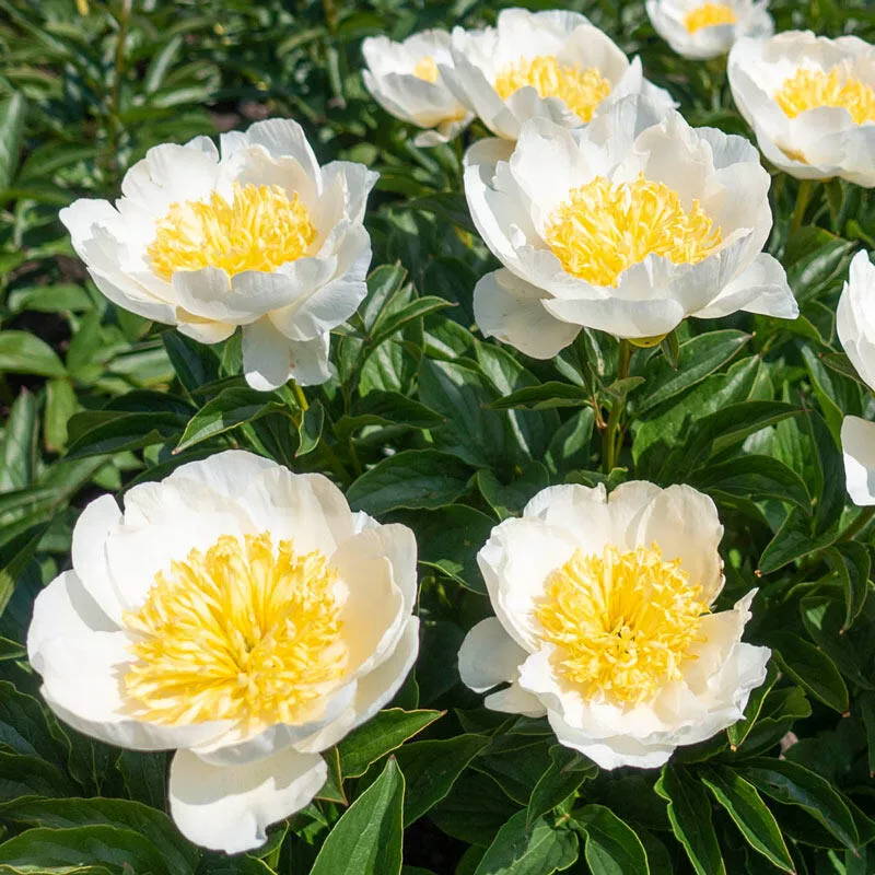Paeonia ‘Jan van Leeuwen’