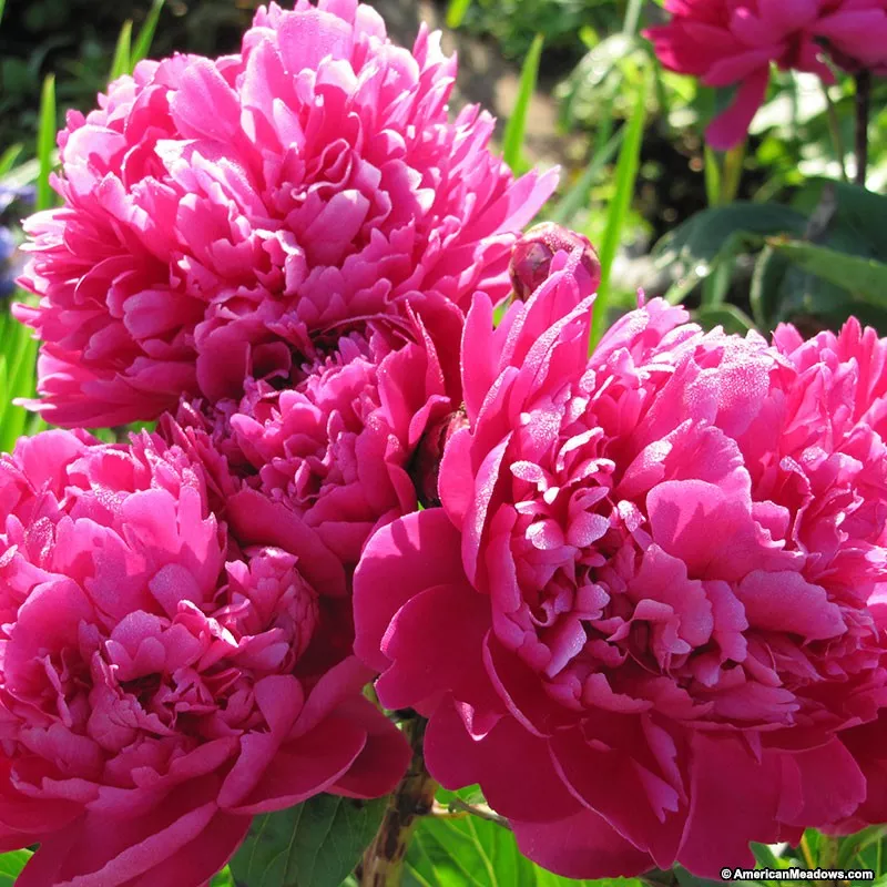 Paeonia ‘Karl Rosenfeld’