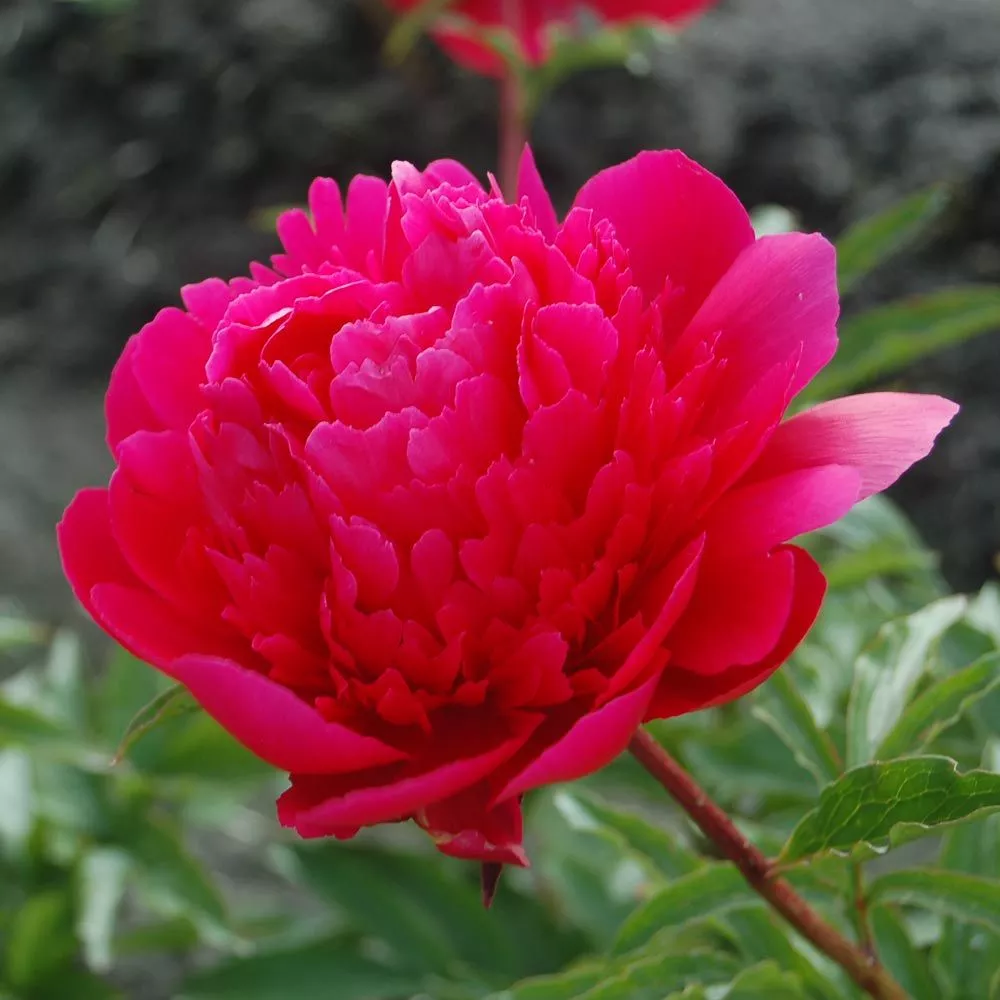 Paeonia ‘Many Happy Returns’
