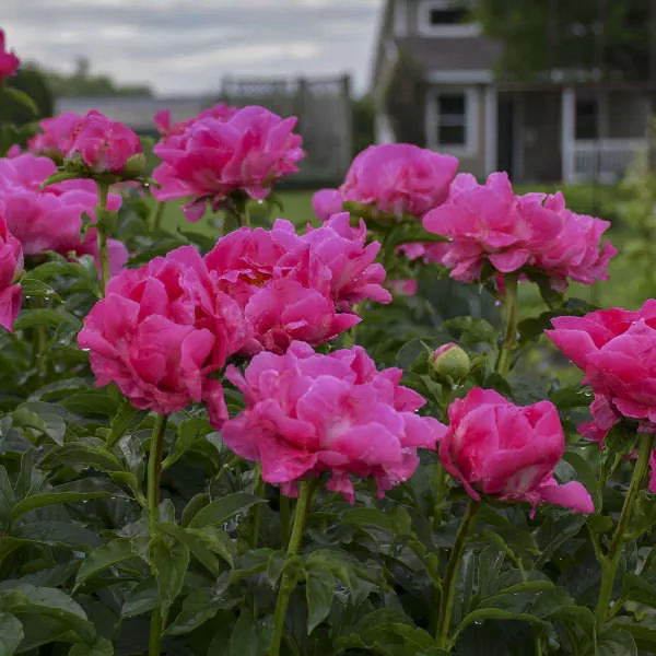 Paeonia ‘Paula Fay’