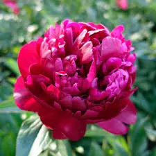 Paeonia ‘Peter Brand’