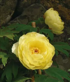 Paeonia (Tree) s. 'High Noon'(10) Plants