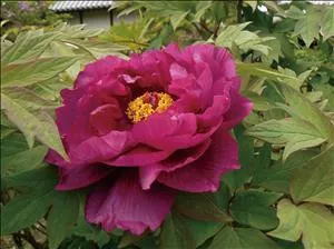 Paeonia (Tree) s. 'Shimadaijin'(10) Plants