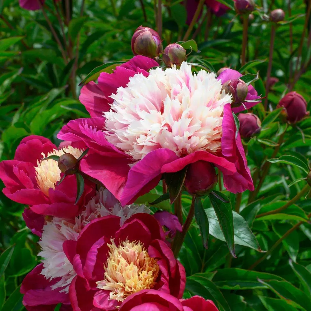 Paeonia ‘White Cap’