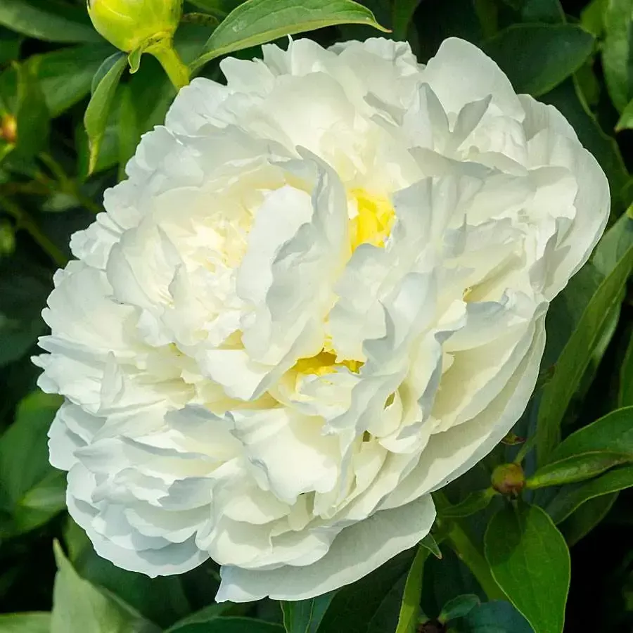 PaeoniaPeony"Dutchess de Nemours"