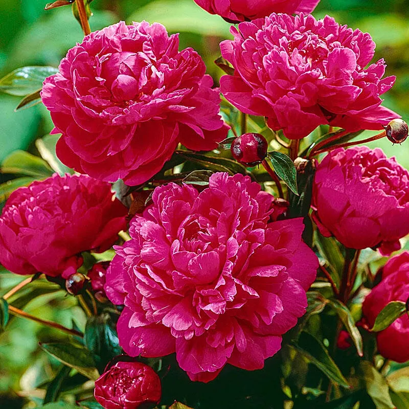 PaeoniaPeony"Kansas"
