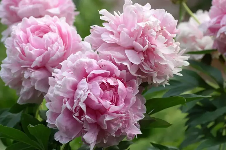PaeoniaPeony"Sarah Bernhardt"