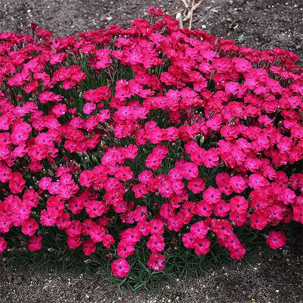 Paint The Town Red Dianthus