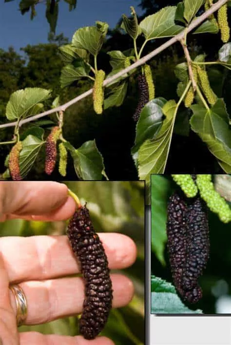 Pakistan Mulberry Tree (Cooke’s)