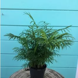 Palm Neanthe Bella 6"