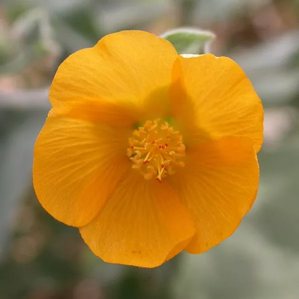 Palmer’s Indian Mallow – 5 Gallon