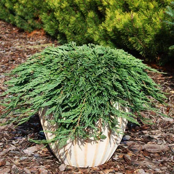 Pancake Juniper