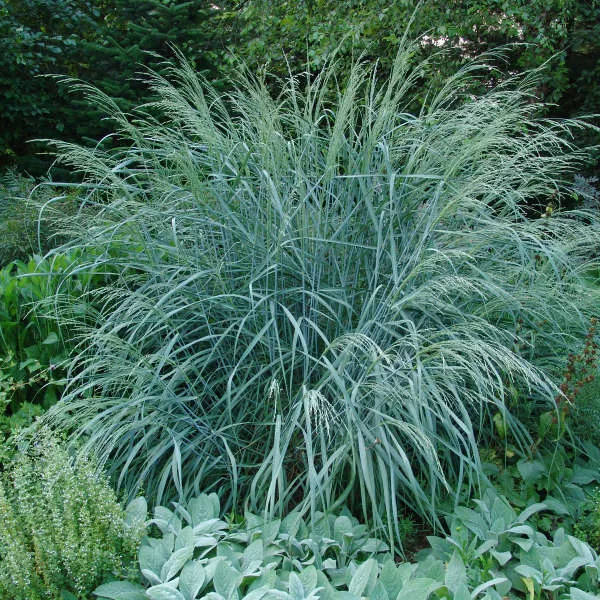 Panicum amarum ‘Dewey Blue’