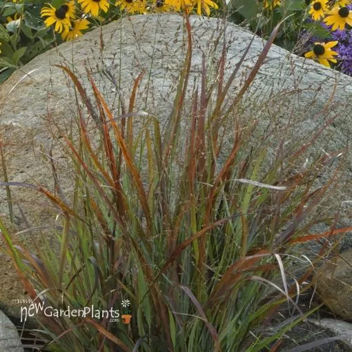 Panicum 'Cheyenne Sky' PPAF Switch Grass - One Quart Pot