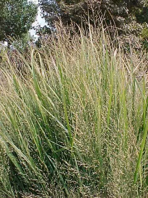 Panicum virgatum ‘Northwind’