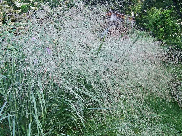 Panicum virgatum ‘Prairie Sky’