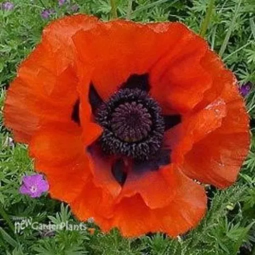Papaver 'Allegro' - One Quart Pot