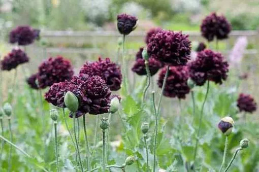 Papaver 'Black Peony' - One Quart Pot