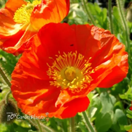 Papaver 'Champagne Bubbles Orange' - One Quart Pot