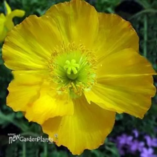 Papaver 'Champagne Bubbles Yellow' - One Quart Pot
