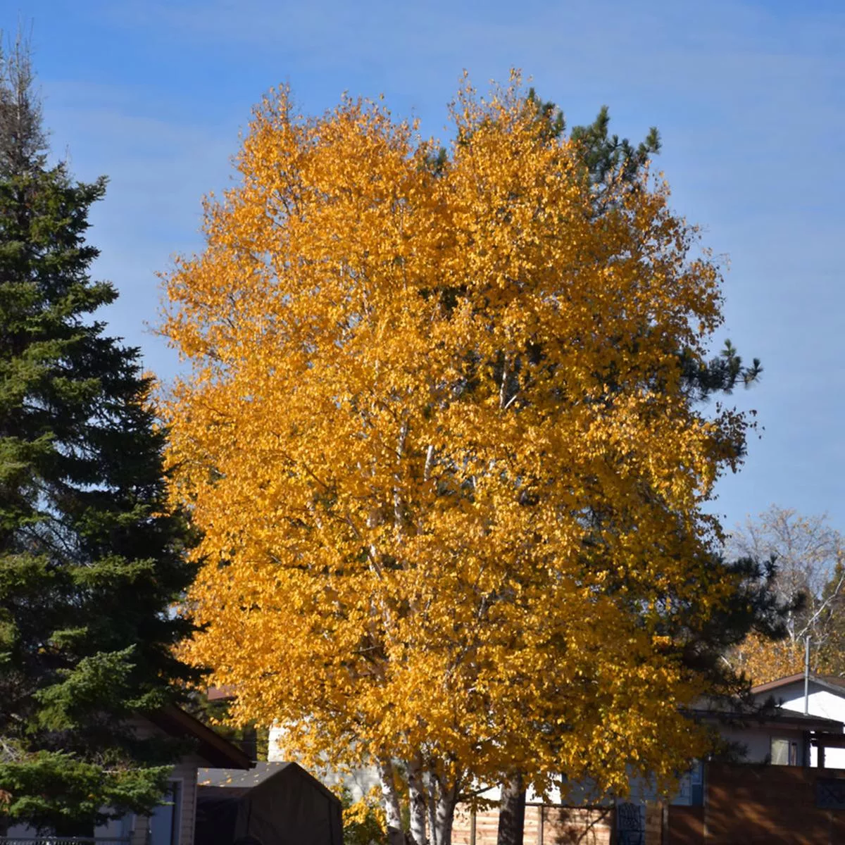 Paper Birch