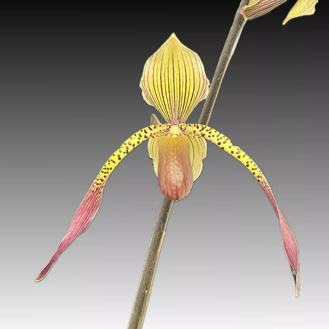 Paph. Houghtoniae