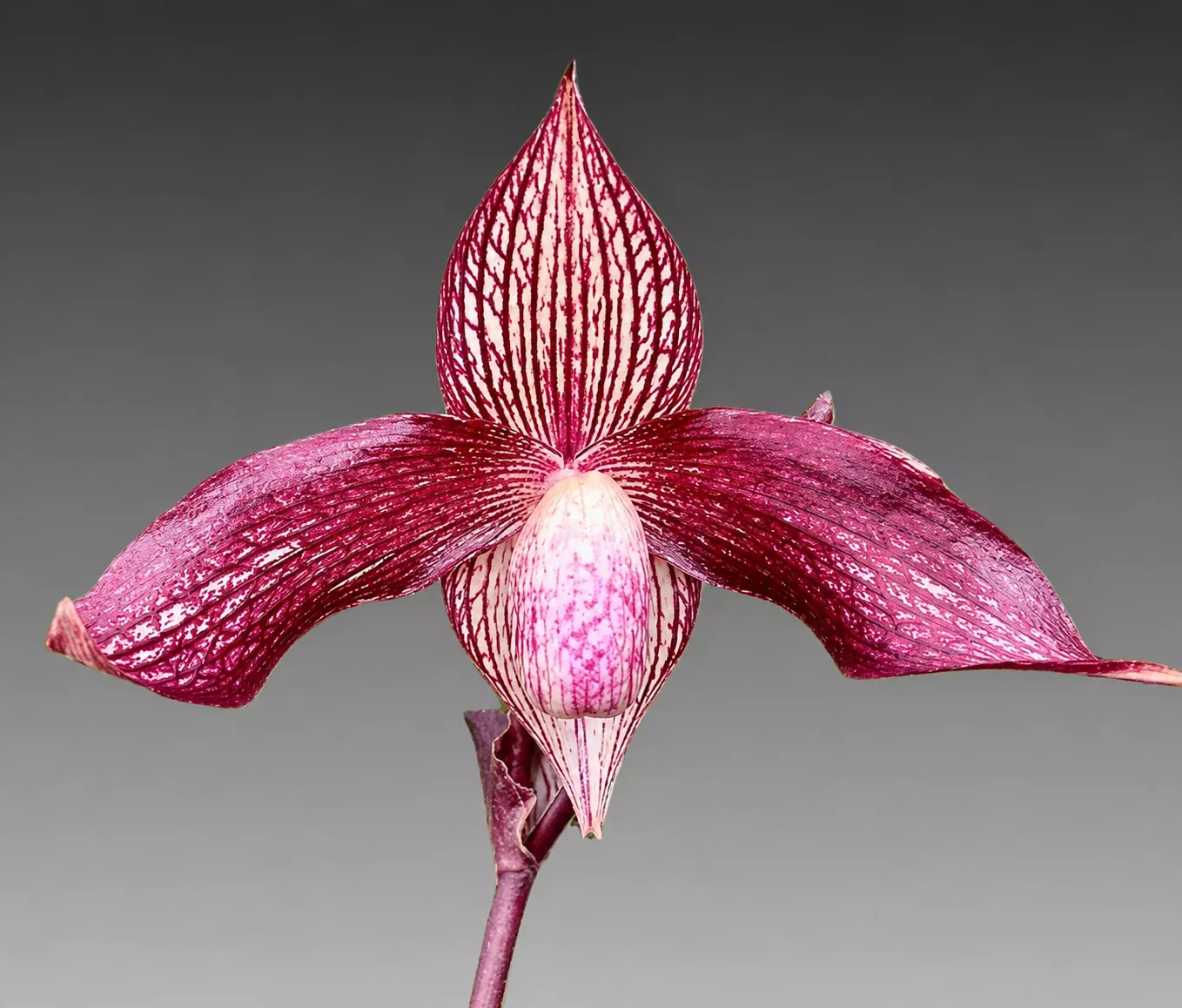 Paph. Wossner Vietnam Star