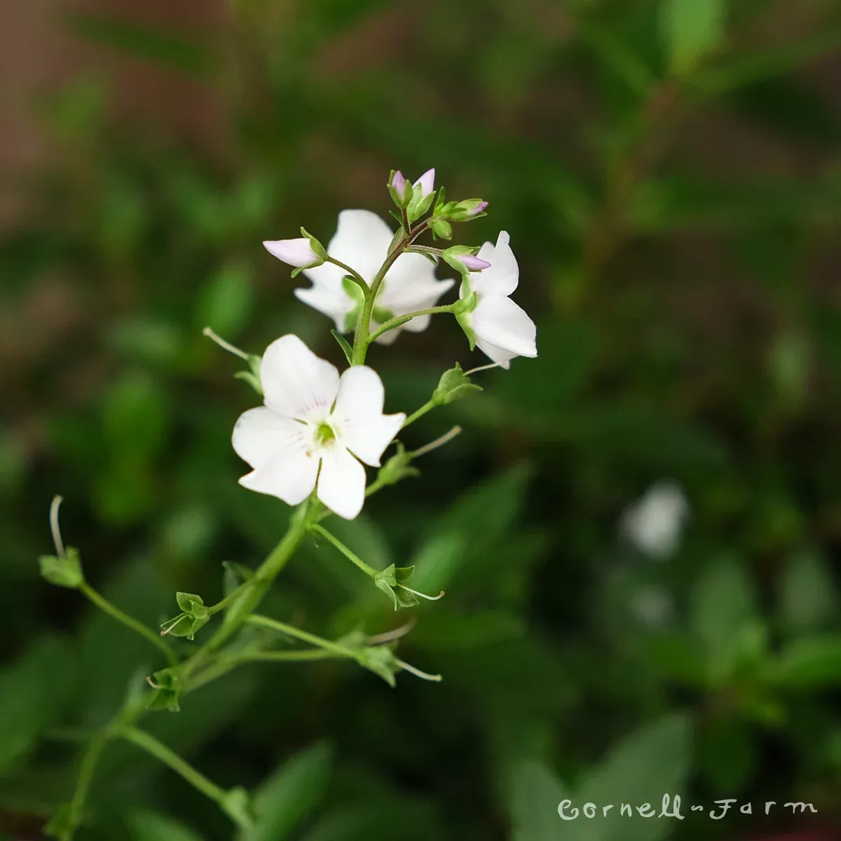 Parahebe catarractae 1gal