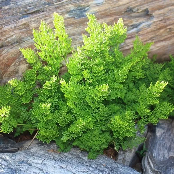 Parsley Fern – #1 Container