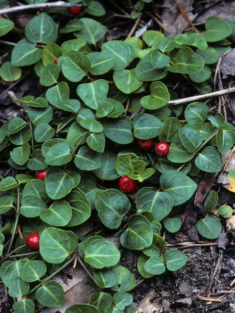 Partridge Berry