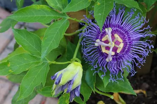 Passiflora Maypop – 1 Gallon Pot