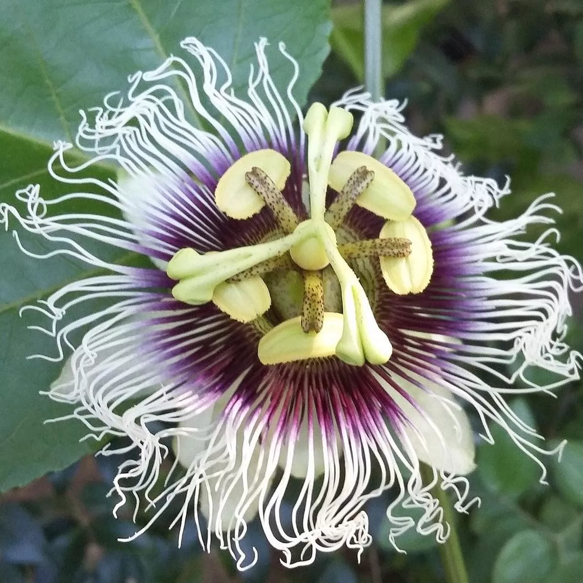 Passiflora – Passion Flower Edulis Frederick (Edible Fruit)