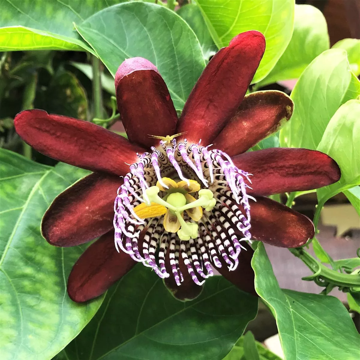 Passiflora – Passion Flower Ruby Glow