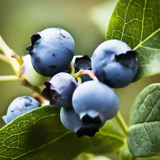 Patriot Blueberry